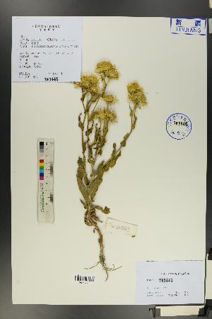  (Pentanema caspicum - Ge00607)  @11 [ ] CreativeCommons  Attribution Non-Commercial Share-Alike  Unspecified Herbarium of South China Botanical Garden