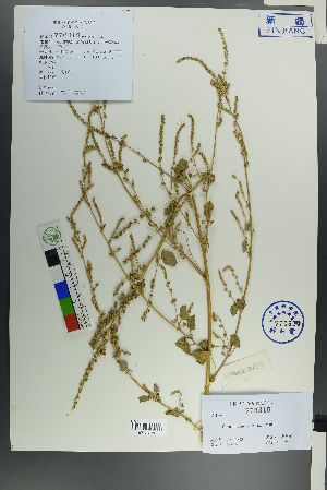  (Chenopodium acuminatum - Ge00614)  @11 [ ] CreativeCommons  Attribution Non-Commercial Share-Alike  Unspecified Herbarium of South China Botanical Garden