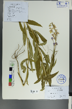  ( - Ge00616)  @11 [ ] CreativeCommons  Attribution Non-Commercial Share-Alike  Unspecified Herbarium of South China Botanical Garden