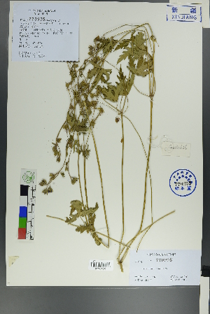  (Geranium rectum - Ge00617)  @11 [ ] CreativeCommons  Attribution Non-Commercial Share-Alike  Unspecified Herbarium of South China Botanical Garden
