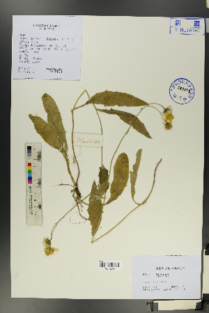  (Hieracium virosum - Ge00634)  @11 [ ] CreativeCommons  Attribution Non-Commercial Share-Alike  Unspecified Herbarium of South China Botanical Garden