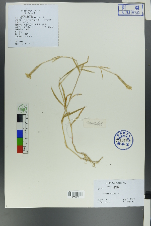  ( - Ge00636)  @11 [ ] CreativeCommons  Attribution Non-Commercial Share-Alike  Unspecified Herbarium of South China Botanical Garden