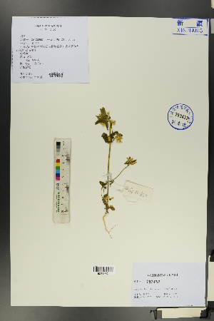  ( - Ge00641)  @11 [ ] CreativeCommons  Attribution Non-Commercial Share-Alike  Unspecified Herbarium of South China Botanical Garden