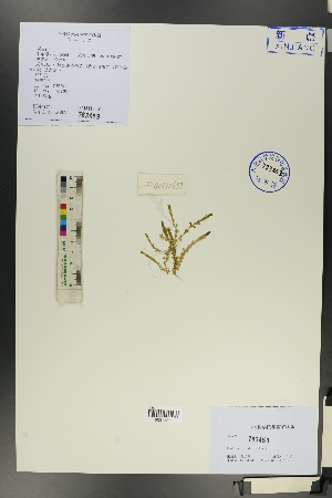  ( - Ge00642)  @11 [ ] CreativeCommons  Attribution Non-Commercial Share-Alike  Unspecified Herbarium of South China Botanical Garden