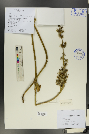  ( - Ge00646)  @11 [ ] CreativeCommons  Attribution Non-Commercial Share-Alike  Unspecified Herbarium of South China Botanical Garden