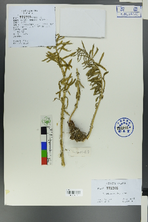 ( - Ge00649)  @11 [ ] CreativeCommons  Attribution Non-Commercial Share-Alike  Unspecified Herbarium of South China Botanical Garden