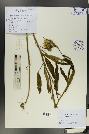  (Senecio nemorensis - Ge00650)  @11 [ ] CreativeCommons  Attribution Non-Commercial Share-Alike  Unspecified Herbarium of South China Botanical Garden