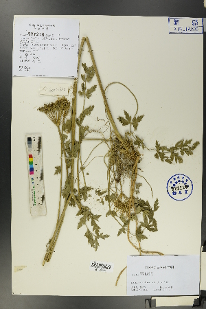  ( - Ge00653)  @11 [ ] CreativeCommons  Attribution Non-Commercial Share-Alike  Unspecified Herbarium of South China Botanical Garden