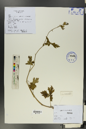  ( - Ge00659)  @11 [ ] CreativeCommons  Attribution Non-Commercial Share-Alike  Unspecified Herbarium of South China Botanical Garden