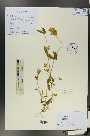  (Gentianella - Ge00666)  @11 [ ] CreativeCommons  Attribution Non-Commercial Share-Alike  Unspecified Herbarium of South China Botanical Garden
