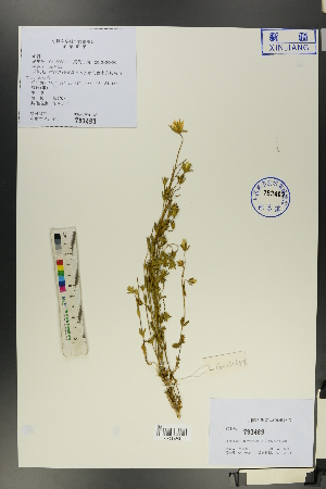  (Lomatogonium - Ge00675)  @11 [ ] CreativeCommons  Attribution Non-Commercial Share-Alike  Unspecified Herbarium of South China Botanical Garden