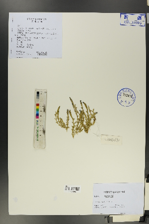  ( - Ge00680)  @11 [ ] CreativeCommons  Attribution Non-Commercial Share-Alike  Unspecified Herbarium of South China Botanical Garden