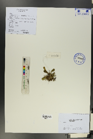  ( - Ge00682)  @11 [ ] CreativeCommons  Attribution Non-Commercial Share-Alike  Unspecified Herbarium of South China Botanical Garden
