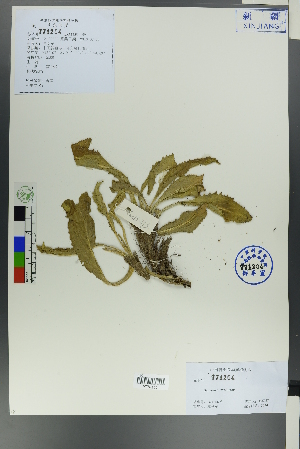  (Saussurea - Ge00683)  @11 [ ] CreativeCommons  Attribution Non-Commercial Share-Alike  Unspecified Herbarium of South China Botanical Garden