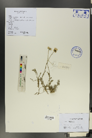  (Tanacetum pulchrum - Ge00697)  @11 [ ] CreativeCommons  Attribution Non-Commercial Share-Alike  Unspecified Herbarium of South China Botanical Garden