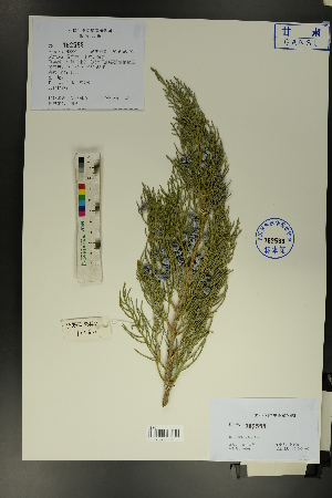  ( - Ge01668)  @11 [ ] CreativeCommons  Attribution Non-Commercial Share-Alike  Unspecified Herbarium of South China Botanical Garden