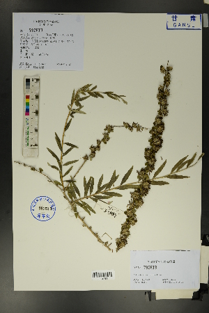  (Buddleja alternifolia - Ge01671)  @11 [ ] CreativeCommons  Attribution Non-Commercial Share-Alike  Unspecified Herbarium of South China Botanical Garden