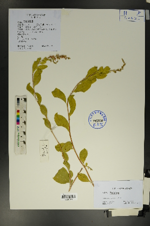  ( - Ge01680)  @11 [ ] CreativeCommons  Attribution Non-Commercial Share-Alike  Unspecified Herbarium of South China Botanical Garden