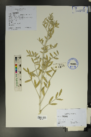  ( - Ge01683)  @11 [ ] CreativeCommons  Attribution Non-Commercial Share-Alike  Unspecified Herbarium of South China Botanical Garden