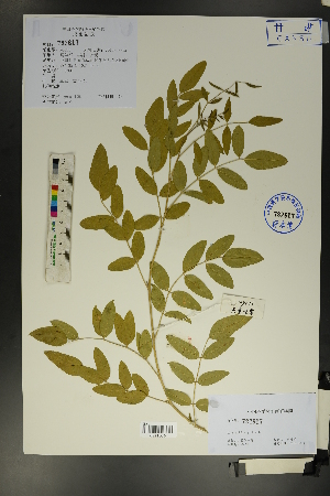  ( - Ge01688)  @11 [ ] CreativeCommons  Attribution Non-Commercial Share-Alike  Unspecified Herbarium of South China Botanical Garden