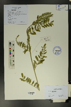  ( - Ge01694)  @11 [ ] CreativeCommons  Attribution Non-Commercial Share-Alike  Unspecified Herbarium of South China Botanical Garden