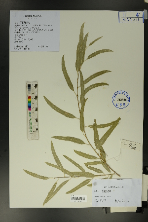  ( - Ge01695)  @11 [ ] CreativeCommons  Attribution Non-Commercial Share-Alike  Unspecified Herbarium of South China Botanical Garden