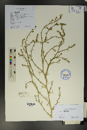  ( - Ge01696)  @11 [ ] CreativeCommons  Attribution Non-Commercial Share-Alike  Unspecified Herbarium of South China Botanical Garden