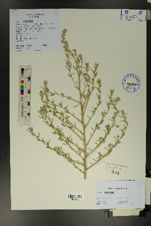  ( - Ge01697)  @11 [ ] CreativeCommons  Attribution Non-Commercial Share-Alike  Unspecified Herbarium of South China Botanical Garden