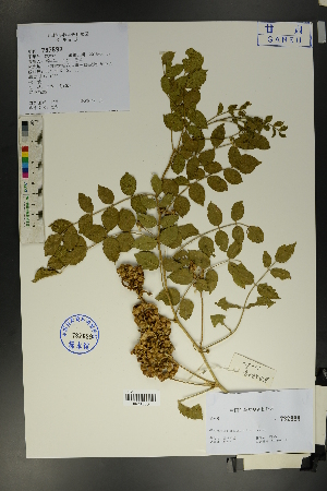  ( - Ge01699)  @11 [ ] CreativeCommons  Attribution Non-Commercial Share-Alike  Unspecified Herbarium of South China Botanical Garden