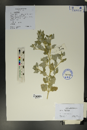  ( - Ge01702)  @11 [ ] CreativeCommons  Attribution Non-Commercial Share-Alike  Unspecified Herbarium of South China Botanical Garden