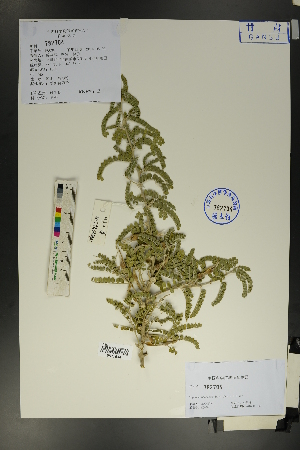  (Sophora - Ge01703)  @11 [ ] CreativeCommons  Attribution Non-Commercial Share-Alike  Unspecified Herbarium of South China Botanical Garden