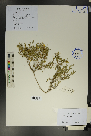  (Helianthemum songaricum - Ge01708)  @11 [ ] CreativeCommons  Attribution Non-Commercial Share-Alike  Unspecified Herbarium of South China Botanical Garden