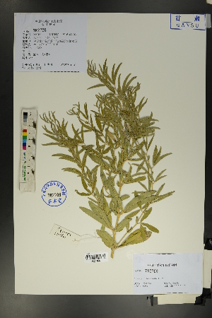  (Thermopsis lanceolata - Ge01715)  @11 [ ] CreativeCommons  Attribution Non-Commercial Share-Alike  Unspecified Herbarium of South China Botanical Garden