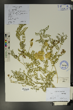  ( - Ge01716)  @11 [ ] CreativeCommons  Attribution Non-Commercial Share-Alike  Unspecified Herbarium of South China Botanical Garden
