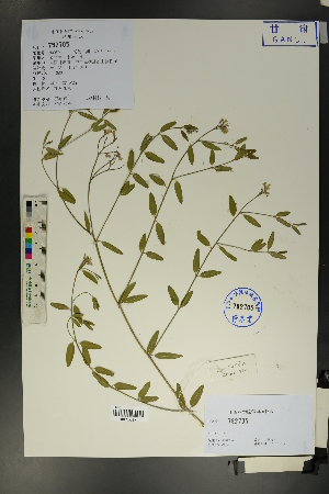 ( - Ge01717)  @11 [ ] CreativeCommons  Attribution Non-Commercial Share-Alike  Unspecified Herbarium of South China Botanical Garden