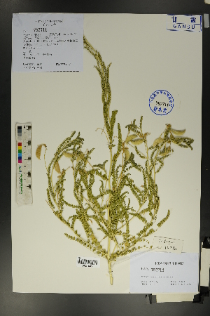  ( - Ge01718)  @11 [ ] CreativeCommons  Attribution Non-Commercial Share-Alike  Unspecified Herbarium of South China Botanical Garden