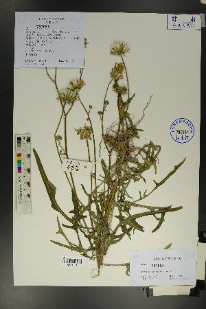  ( - Ge01720)  @11 [ ] CreativeCommons  Attribution Non-Commercial Share-Alike  Unspecified Herbarium of South China Botanical Garden