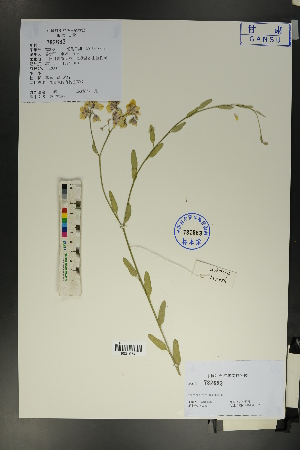  ( - Ge01723)  @11 [ ] CreativeCommons  Attribution Non-Commercial Share-Alike  Unspecified Herbarium of South China Botanical Garden