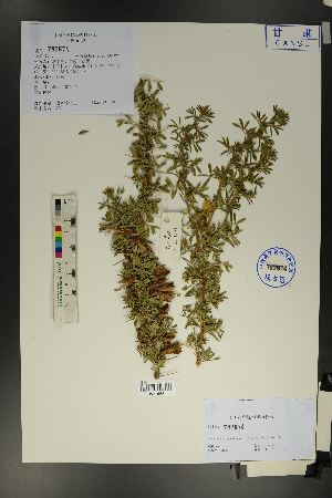  (Caragana bongardiana - Ge01727)  @11 [ ] CreativeCommons  Attribution Non-Commercial Share-Alike  Unspecified Herbarium of South China Botanical Garden