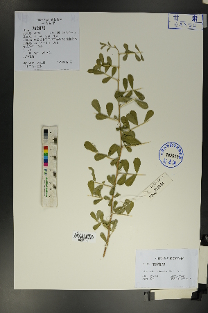  ( - Ge01728)  @11 [ ] CreativeCommons  Attribution Non-Commercial Share-Alike  Unspecified Herbarium of South China Botanical Garden