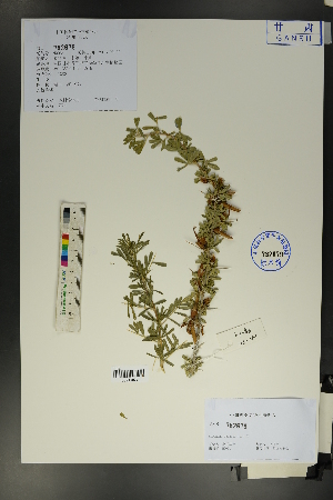  (Caragana spinosa - Ge01731)  @11 [ ] CreativeCommons  Attribution Non-Commercial Share-Alike  Unspecified Herbarium of South China Botanical Garden