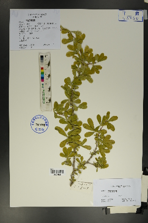  ( - Ge01732)  @11 [ ] CreativeCommons  Attribution Non-Commercial Share-Alike  Unspecified Herbarium of South China Botanical Garden