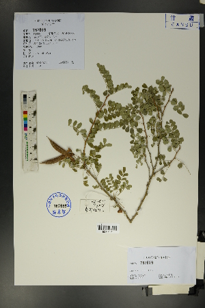  (Caragana purdomii - Ge01733)  @11 [ ] CreativeCommons  Attribution Non-Commercial Share-Alike  Unspecified Herbarium of South China Botanical Garden