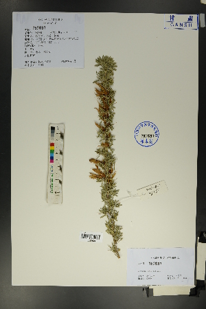  (Caragana pruinosa - Ge01736)  @11 [ ] CreativeCommons  Attribution Non-Commercial Share-Alike  Unspecified Herbarium of South China Botanical Garden