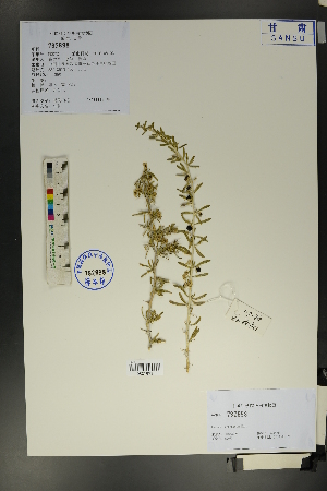  (Lycium ruthenicum - Ge01739)  @11 [ ] CreativeCommons  Attribution Non-Commercial Share-Alike  Unspecified Herbarium of South China Botanical Garden