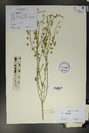  ( - Ge01744)  @11 [ ] CreativeCommons  Attribution Non-Commercial Share-Alike  Unspecified Herbarium of South China Botanical Garden