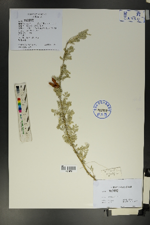 ( - Ge01746)  @11 [ ] CreativeCommons  Attribution Non-Commercial Share-Alike  Unspecified Herbarium of South China Botanical Garden