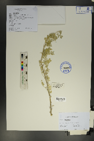  (Caragana liouana - Ge01747)  @11 [ ] CreativeCommons  Attribution Non-Commercial Share-Alike  Unspecified Herbarium of South China Botanical Garden