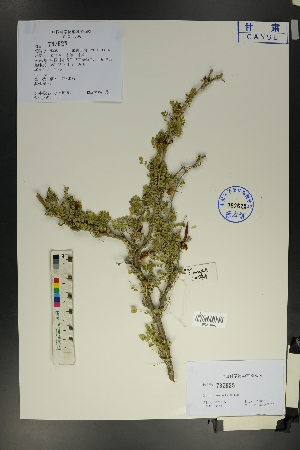  (Caragana microphylla - Ge01748)  @11 [ ] CreativeCommons  Attribution Non-Commercial Share-Alike  Unspecified Herbarium of South China Botanical Garden