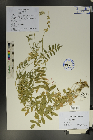  ( - Ge01754)  @11 [ ] CreativeCommons  Attribution Non-Commercial Share-Alike  Unspecified Herbarium of South China Botanical Garden